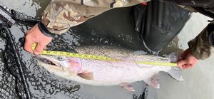 Rainbow Trout